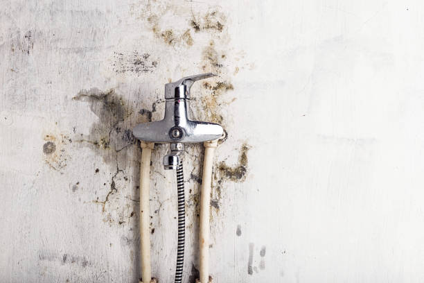 Best Commercial Mold Remediation in Tome, NM