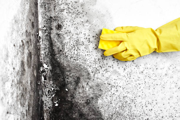 Best Industrial Mold Remediation in Tome, NM