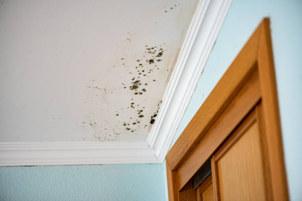 Best Basement Mold Remediation in Tome, NM