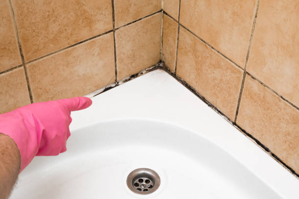 Best Basement Mold Remediation in Tome, NM
